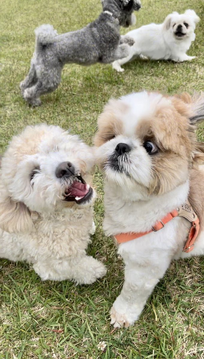 ぷういとパイン tweet media