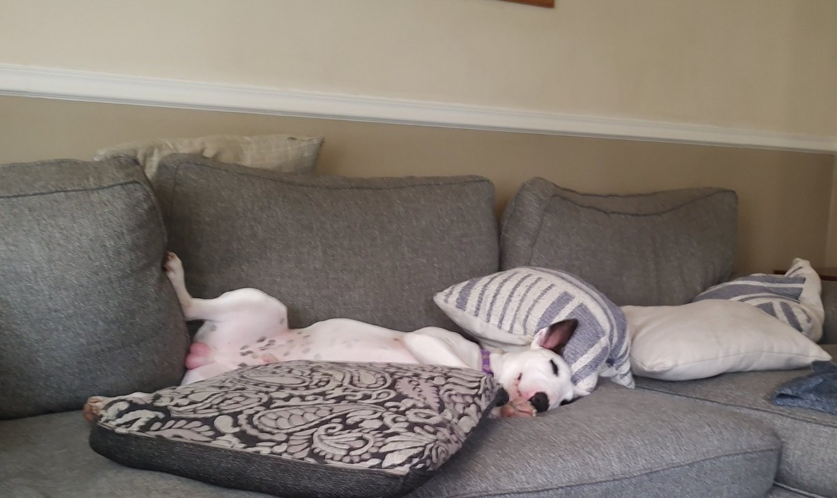 Spike The Rescue Pup & Rex The TV Terrier ®🌈🐾 tweet media