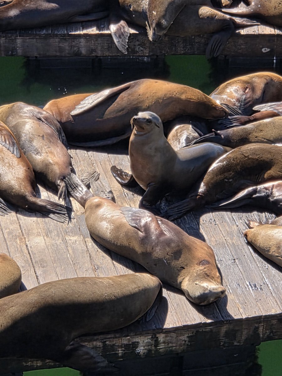 Sage Elliott tweet media