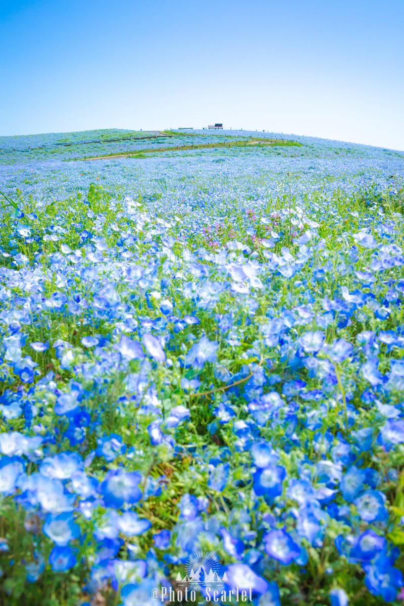 スカーレット@Photo tweet media