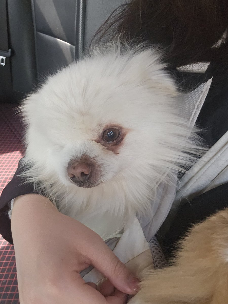 하나와애옹 tweet media