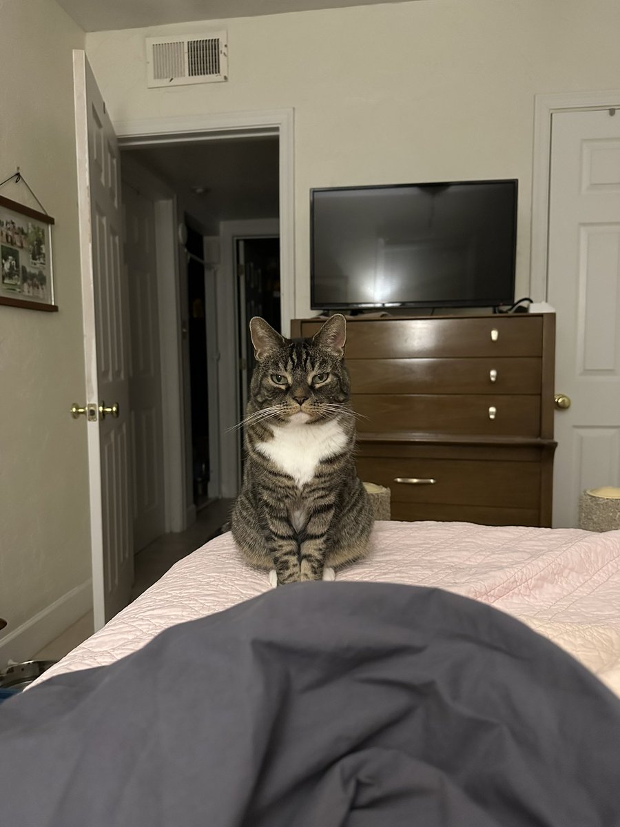 Gus, Echo, & 🌈Tycho (kats2kitties on ig) tweet media