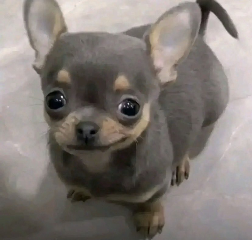 ‍ ‍‍ ‍‍ ‍‍ ⋆˚࿔ 𝓟𝐎𝐌𝐍𝐈 𓂃 ⟡ tweet media