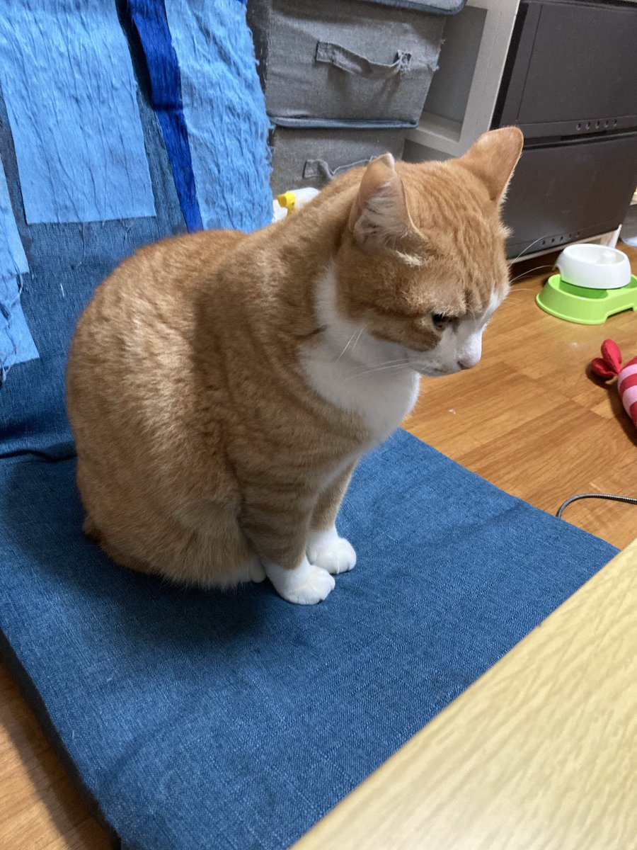 シャシャ tweet media