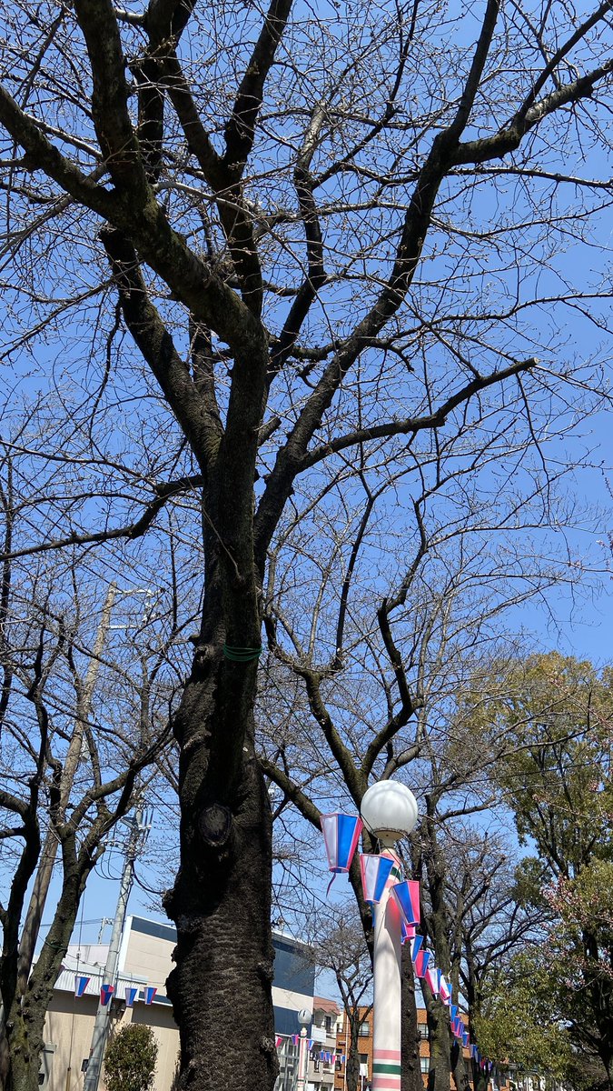 ysnine009's tweet photo. 四季の道はまだまだ桜が一分咲きくらいです🌸今週は晴れが少ないので、来週が見頃になりそうです🌸3月29日は桜祭りがあるそうです🌸
#葛飾区
#堀切菖蒲園
#金属加工 https://t.co/1PfXVdlqYh
