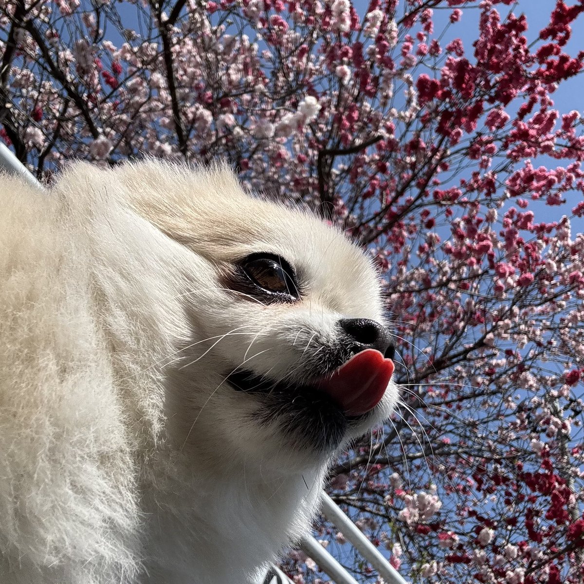 もけたに @掃除のおばちゃん tweet media