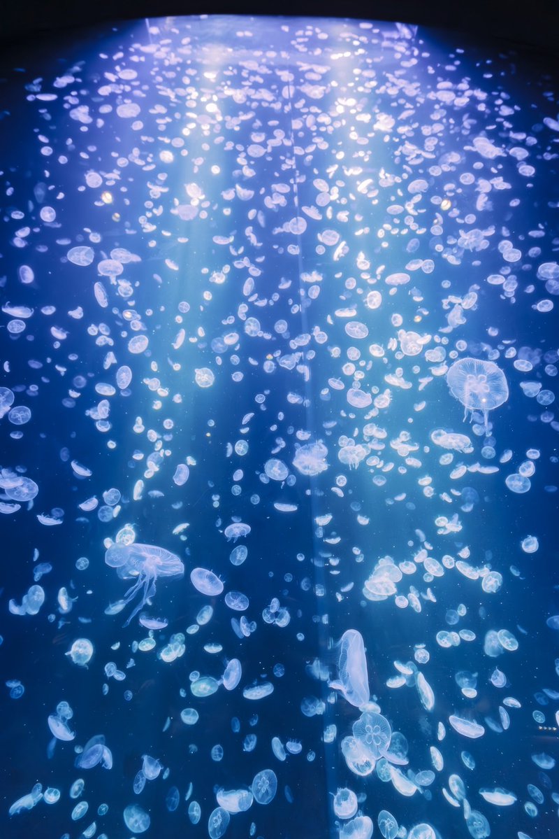 𝓀𝒾𝓀𝒾／ｶﾞﾗｽ玉 𓈒𓏸 𓆝𓊛 tweet media