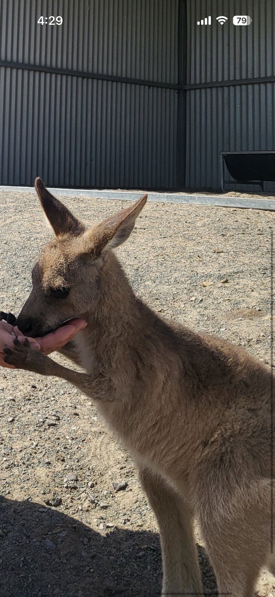 엄마 호주여행 가서 와기깽거루 밥줫대서 질투함