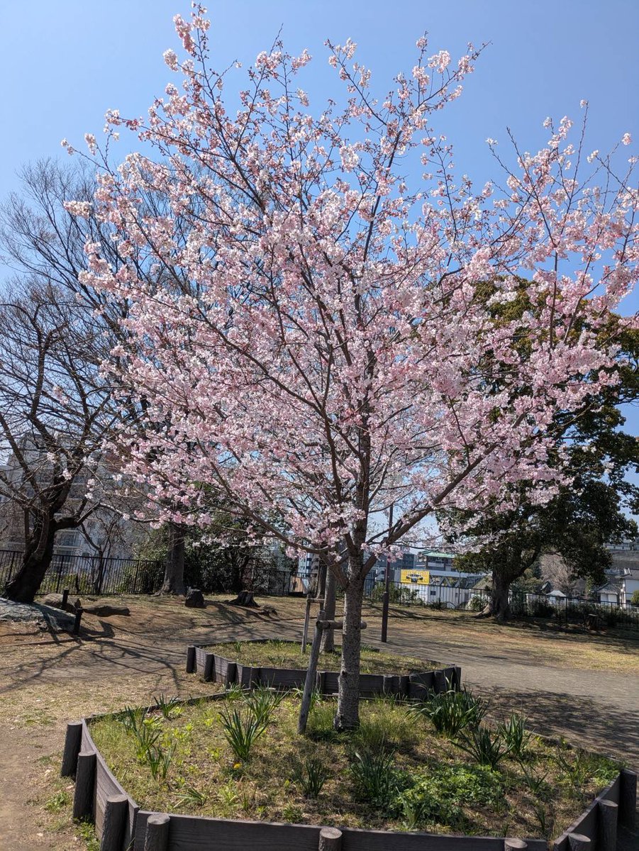 aplanet679's tweet photo. #横浜市#神奈川区#青木町5-6#幸ヶ谷#栄町#神奈川1丁目#神奈川２丁目＃神奈川本町＃金港町＃桐畑＃橋本町＃ポートサイド地区他＃東神奈川#京急神奈川駅下車#地域密着#調剤薬局#桜#幸ヶ谷公園#開花

3月24日の幸ヶ谷公園の桜です、
約1週間程度で満開となり、その後1週間ほどが見頃！ https://t.co/iOUIXHtlVr