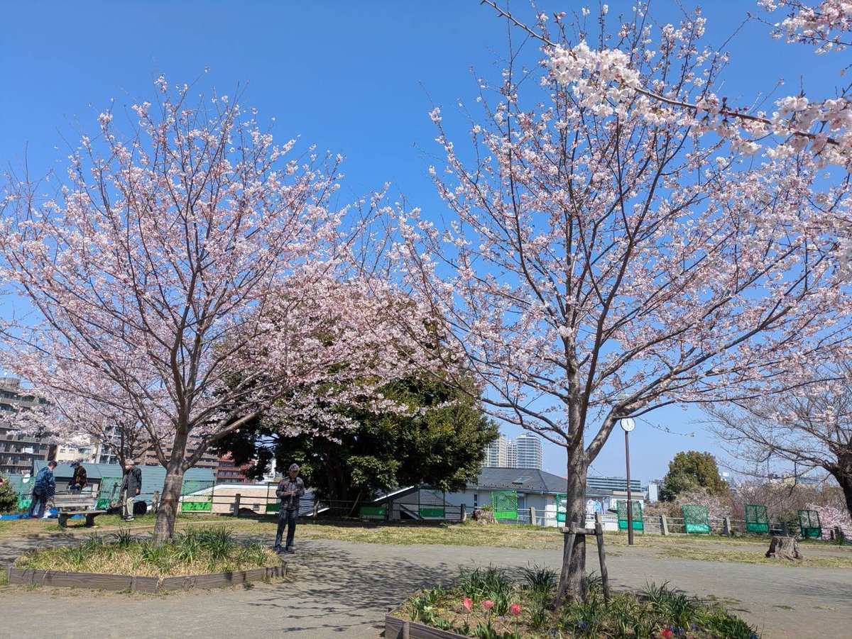 aplanet679's tweet photo. #横浜市#神奈川区#青木町5-6#幸ヶ谷#栄町#神奈川1丁目#神奈川２丁目＃神奈川本町＃金港町＃桐畑＃橋本町＃ポートサイド地区他＃東神奈川#京急神奈川駅下車#地域密着#調剤薬局#桜#幸ヶ谷公園#開花

3月24日の幸ヶ谷公園の桜です、
約1週間程度で満開となり、その後1週間ほどが見頃！ https://t.co/iOUIXHtlVr