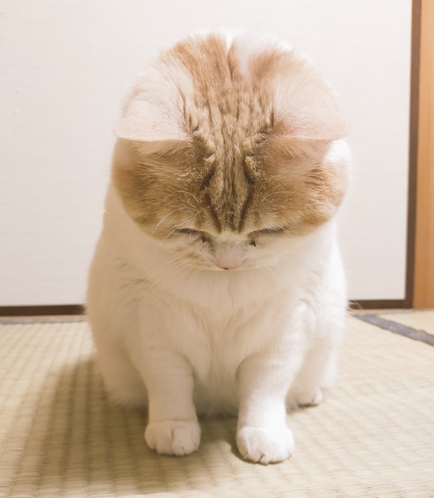なでなで待ち