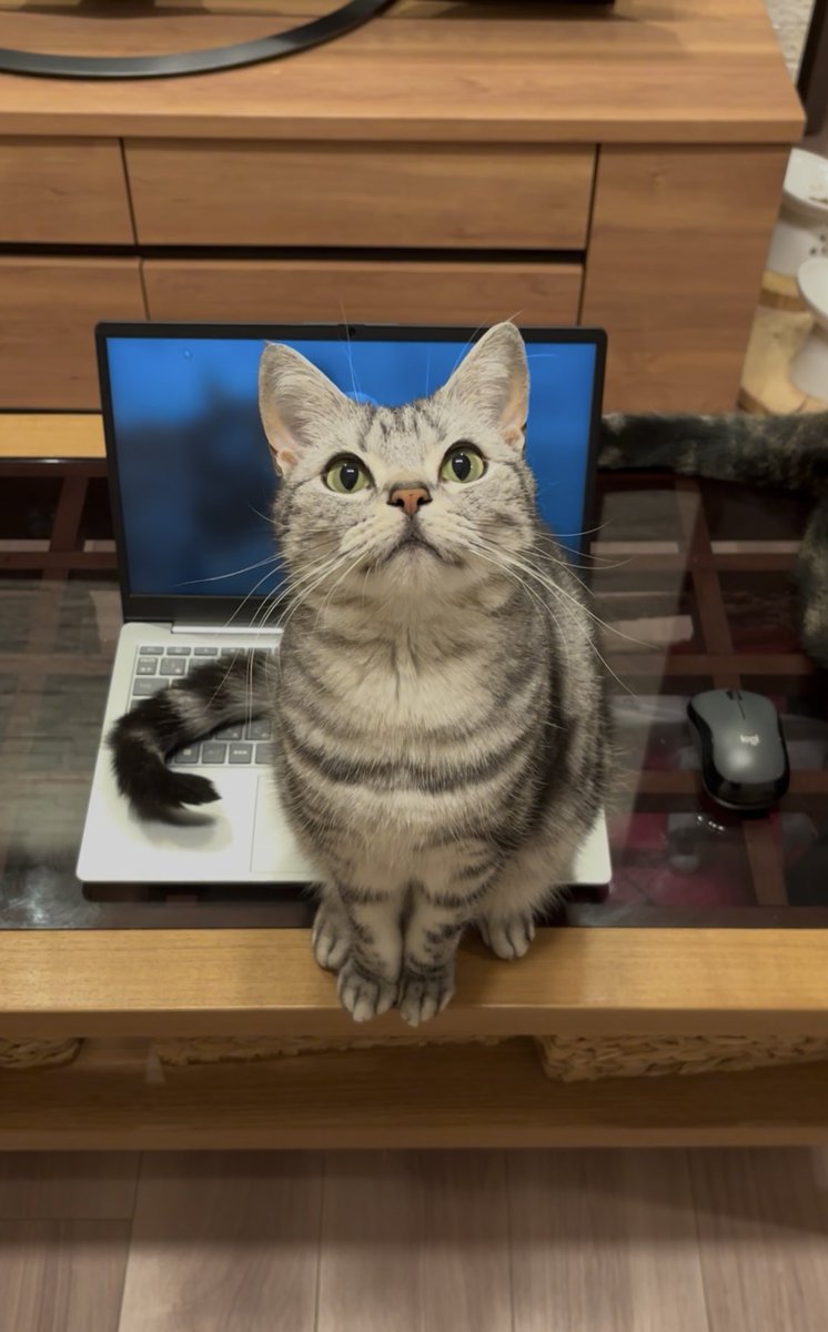 パソコン触ろうとすると立ち塞がってくる…