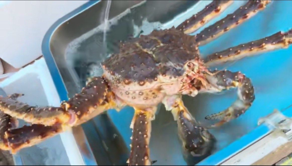 修羅川　隆法　Dランク tweet media