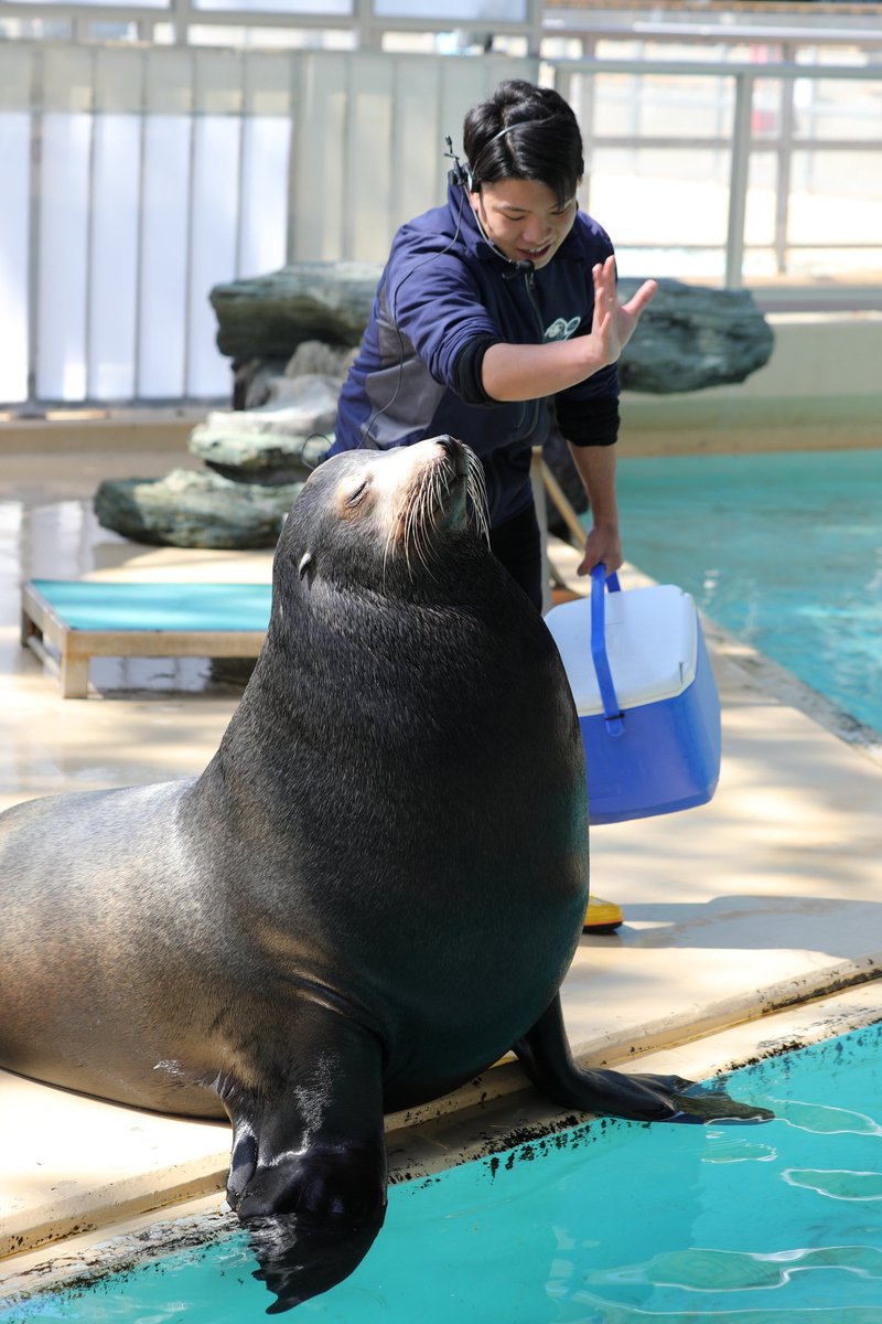 桂浜水族館 公式 tweet media