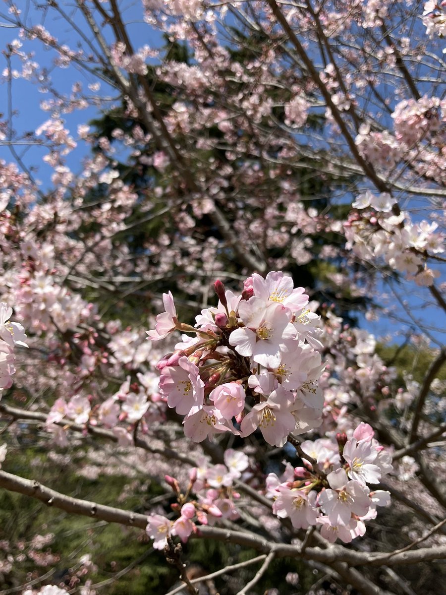 お花見しにきた！🌸