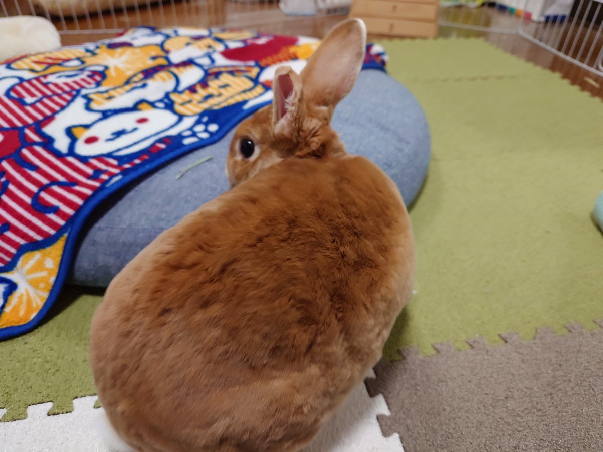 ゆー@もこもこは正義//ミニレッキスころも tweet media