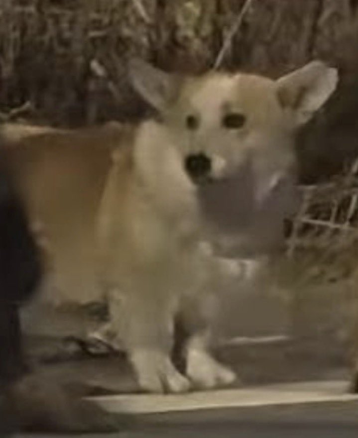 Louis “Pastor” Bellington tweet media