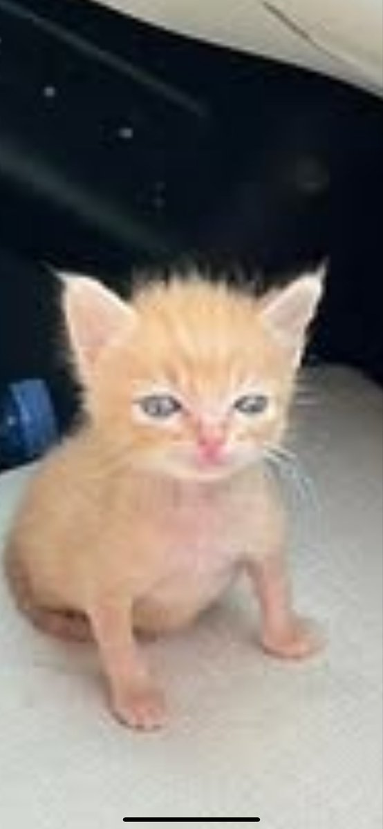 Anchovy 🔞 tweet media