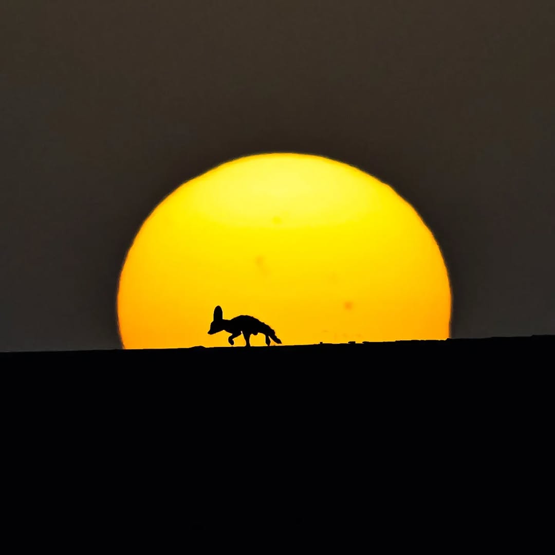 wana_visualss's tweet photo. 🦊🇩🇿 A Fennec fox going hunting at sunset, Southern Algeria. 

Photo by Antico Khilo https://t.co/CmJxn3XkgM