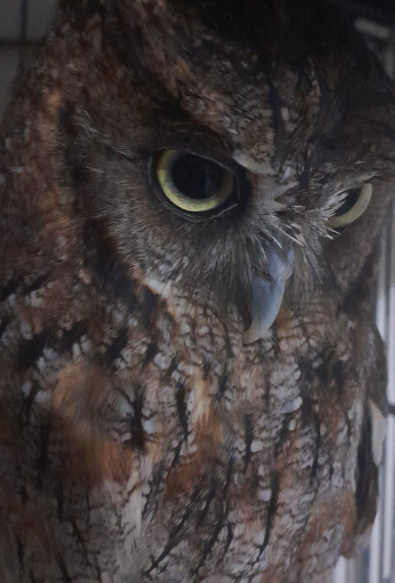 samy ⋆ tweet media