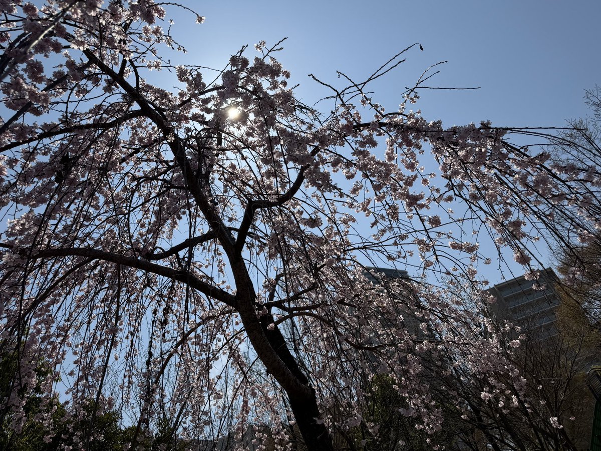shdmam's tweet photo. 枝垂れ桜🌸シクに魅せてあげたい✨

#ヒョンシク
#サクラ🌸
#Sickret https://t.co/BPyNJCtq5p