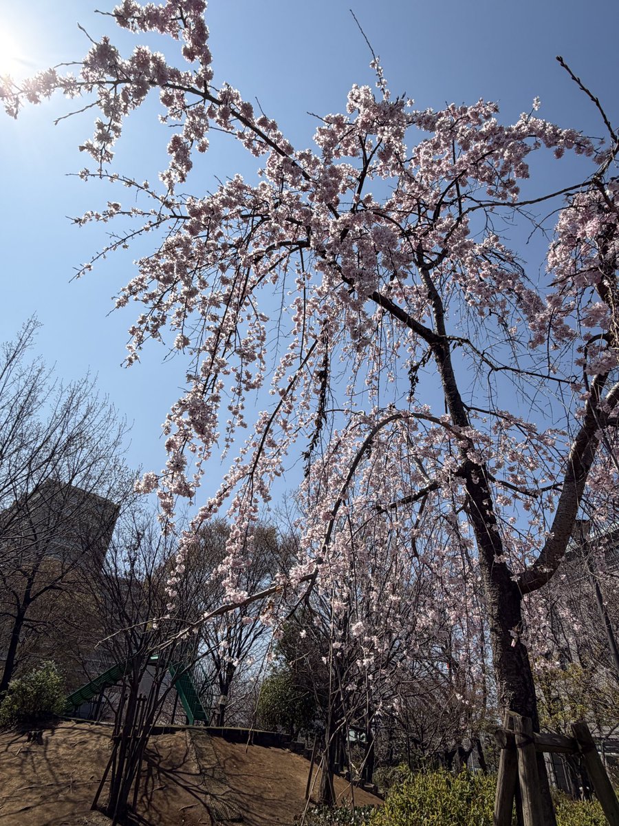shdmam's tweet photo. 枝垂れ桜🌸シクに魅せてあげたい✨

#ヒョンシク
#サクラ🌸
#Sickret https://t.co/BPyNJCtq5p
