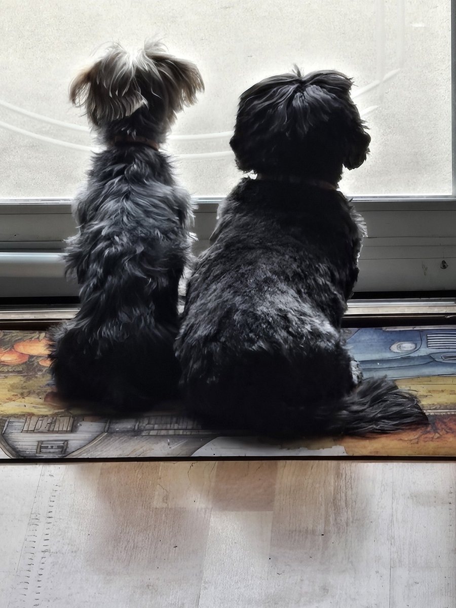 MoxietheDoxie- Dachshund tweet media