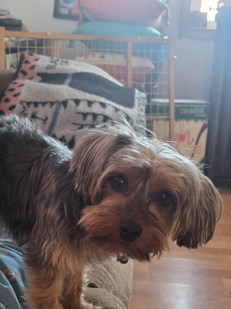 MoxietheDoxie- Dachshund tweet media