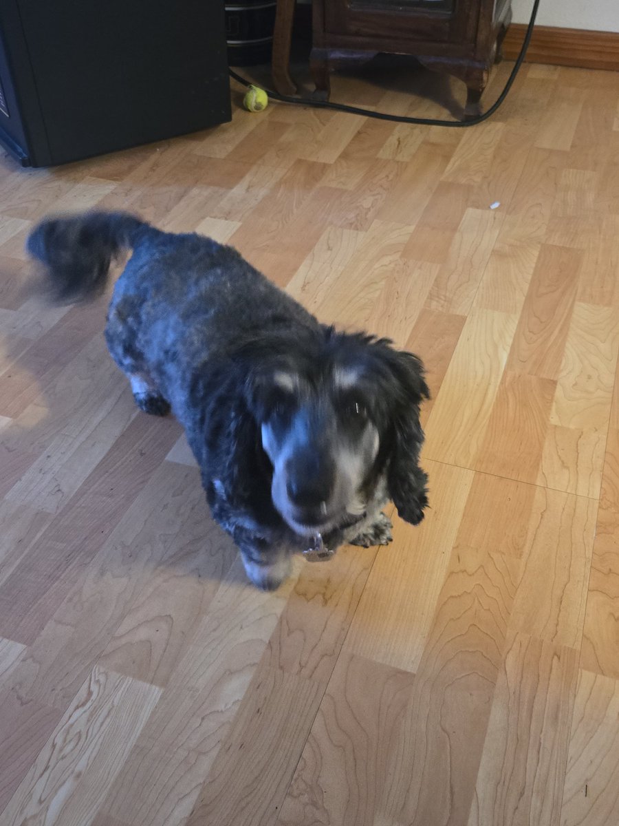 MoxietheDoxie- Dachshund tweet media