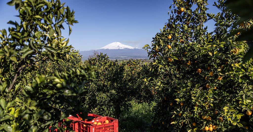 Asiafruit Knowledge Centre tweet media