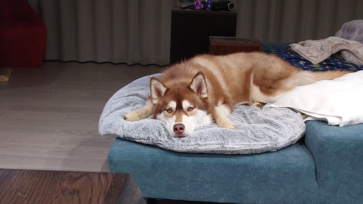 beebaby_home's tweet photo. 最近1歳になった犬です https://t.co/SO1kJZ4qgU