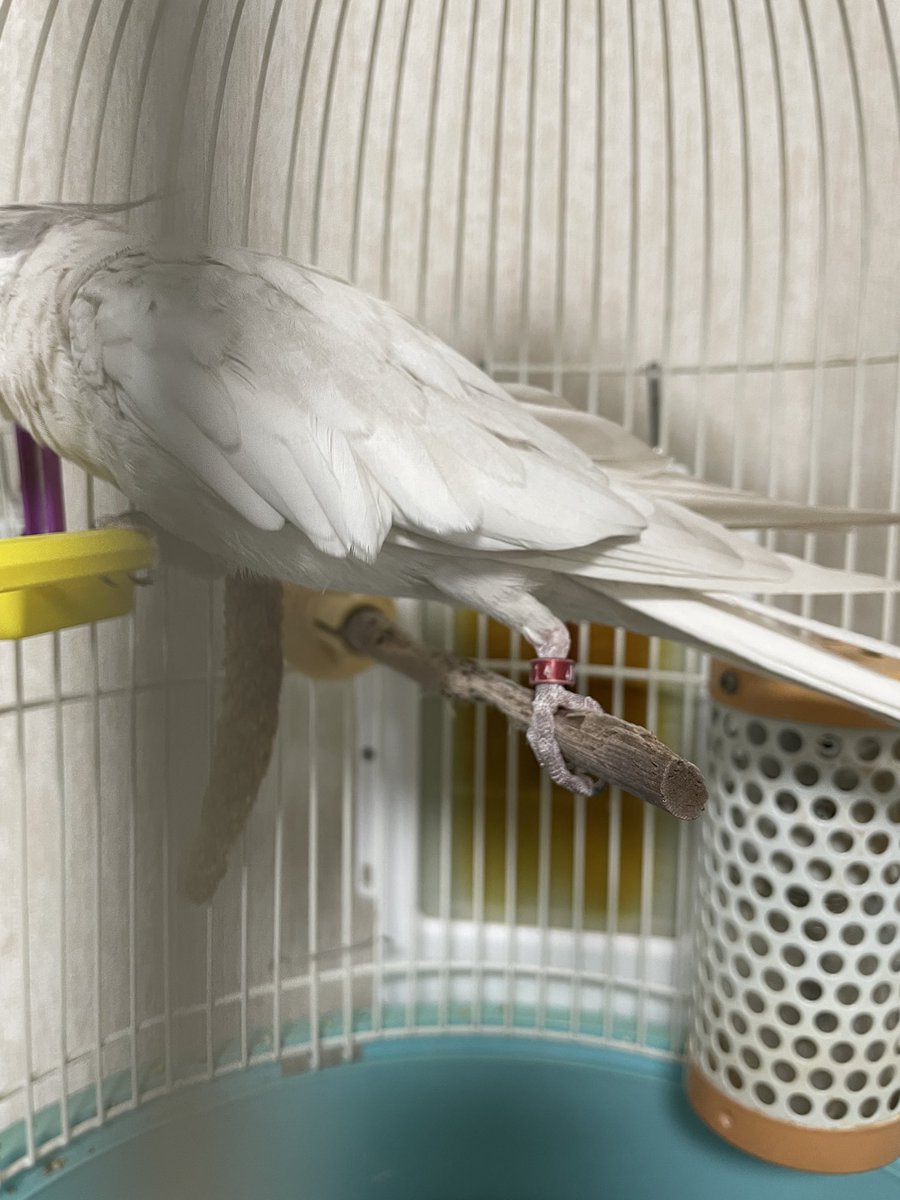 ニイロ🐦 tweet media