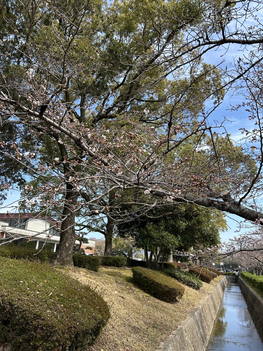 アカネ tweet media