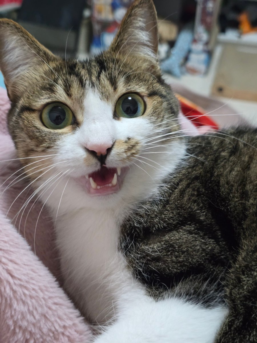 まりもちゃん！と🧌 tweet media