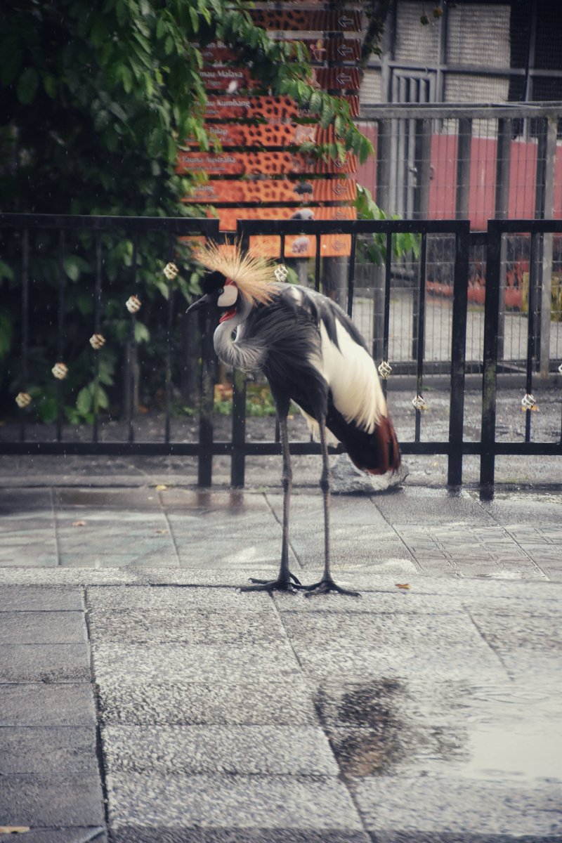 ibromodi2's tweet photo. Grey Crowned Crane.  #Taiping Zoo. 

​#BirdPhotography #CrownedCrane #キリトリセカイ #動物園 https://t.co/rMgRPGyiGK
