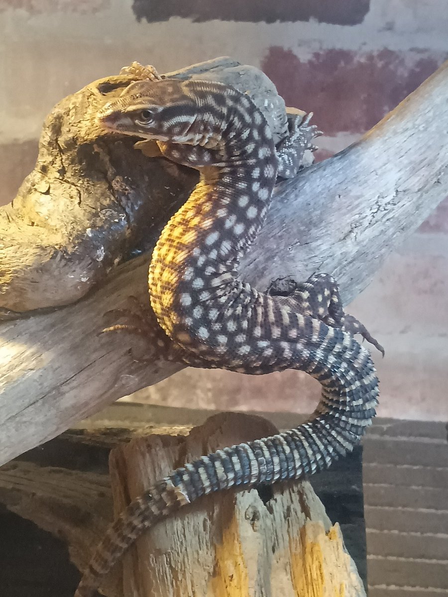 チェシャ猫a.k.a. 猫さん tweet media