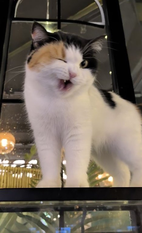 fernanda 🦊 tweet media