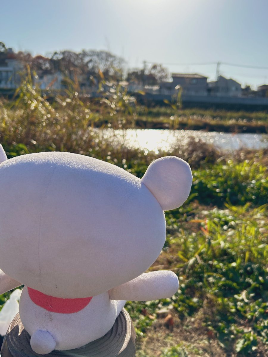 プラスちゃん【公式】 tweet media