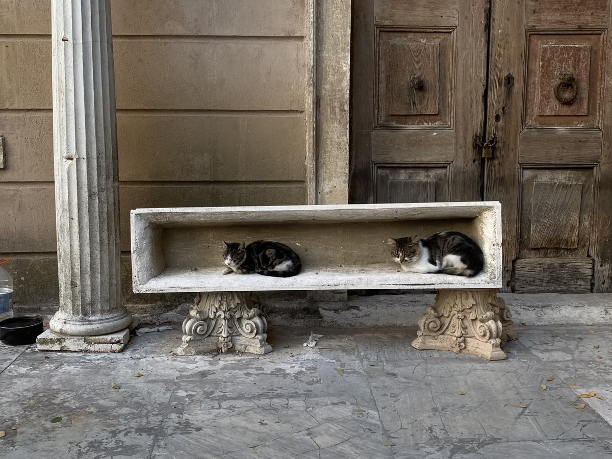 هيذر tweet media