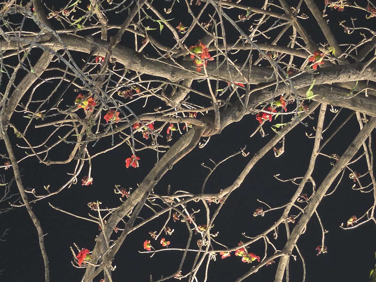 DrAmbrishMithal's tweet image. Red gems glowing in the night sky
Semal flowers are saying goodbye.

#semal #delhi