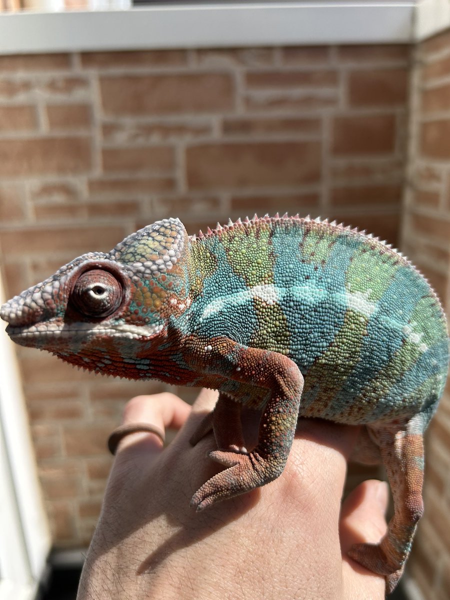 subenodo tweet media