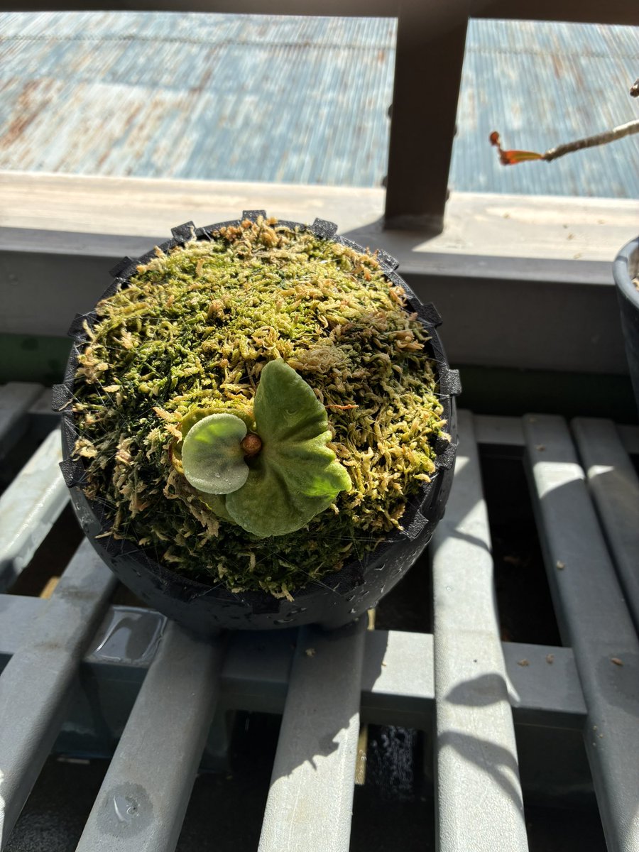 タコス tweet media