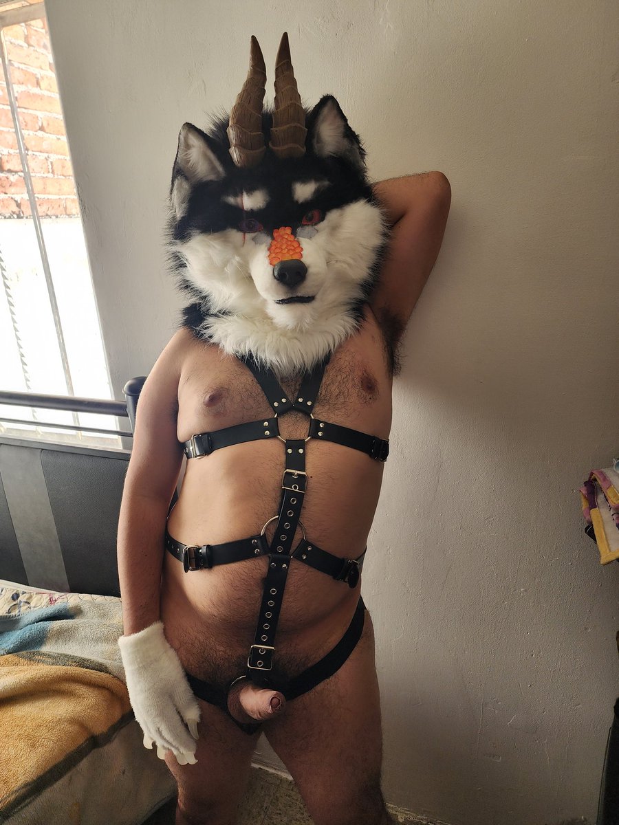 Wolf Black Dragoneer 🔥AD🔥 Warning yiff 2026 tweet media