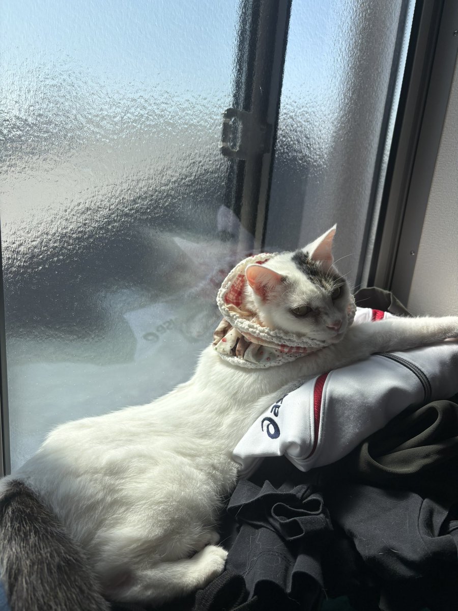 ボクシングトレーナー 石原雄太 tweet media