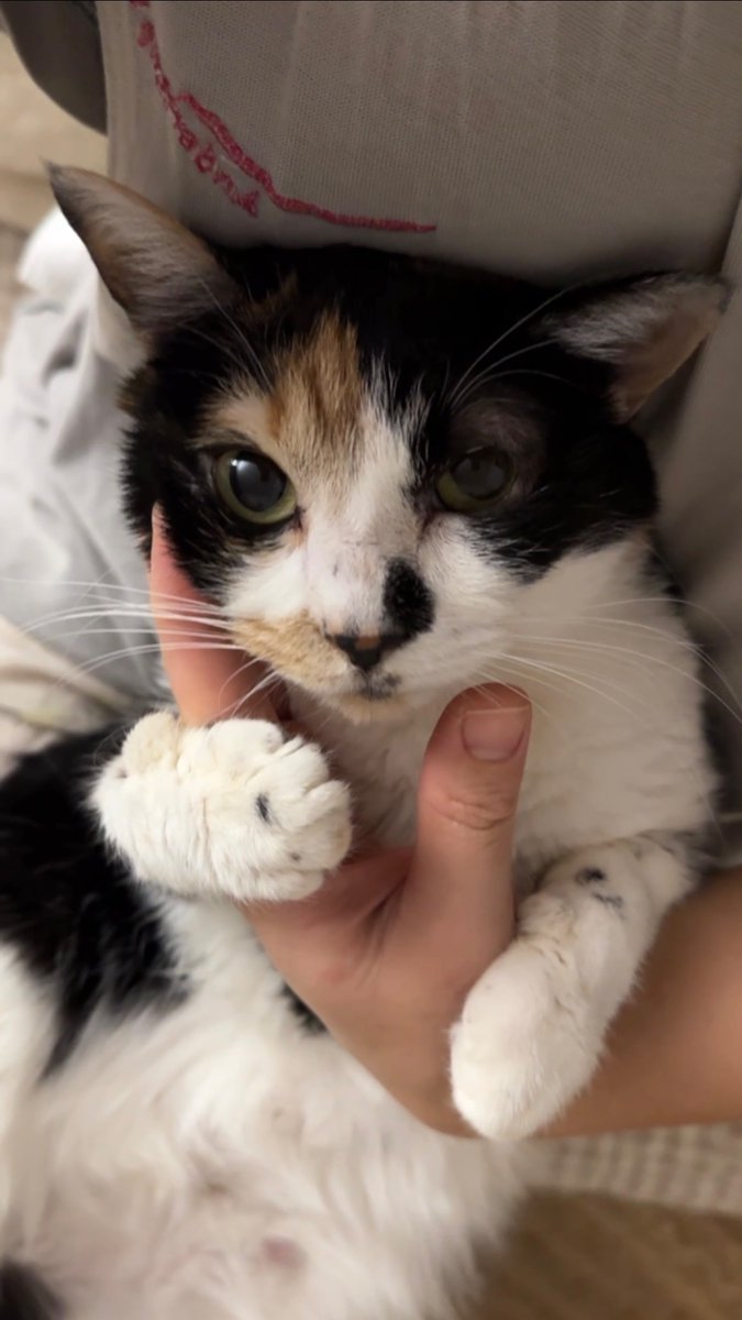 고양이 고도와 트찰라의 가족 찾는 김아람 tweet media