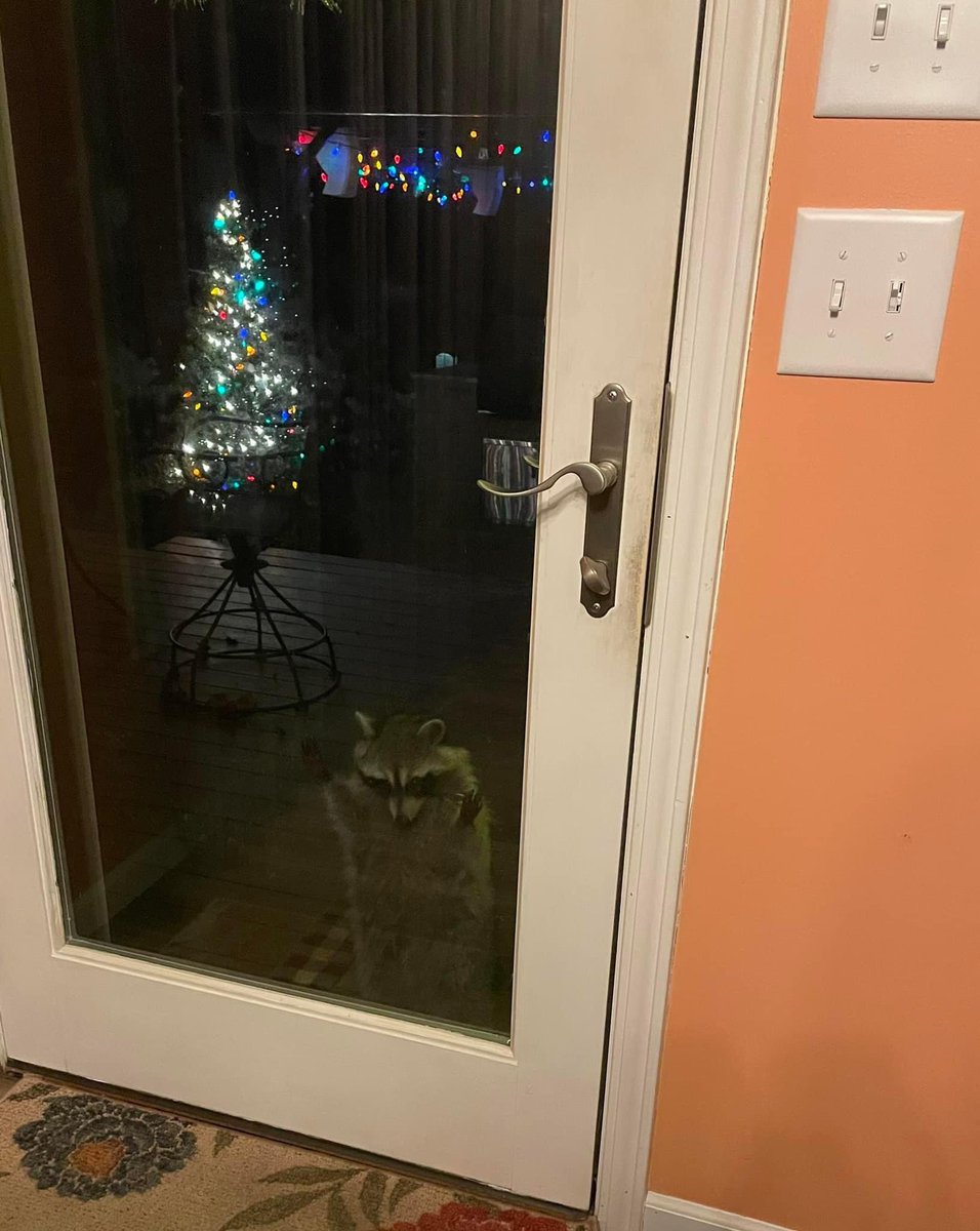 Raccoons Hourly tweet media