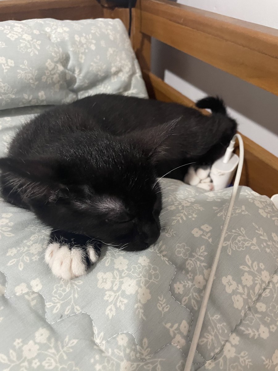 rossesrflo tweet media