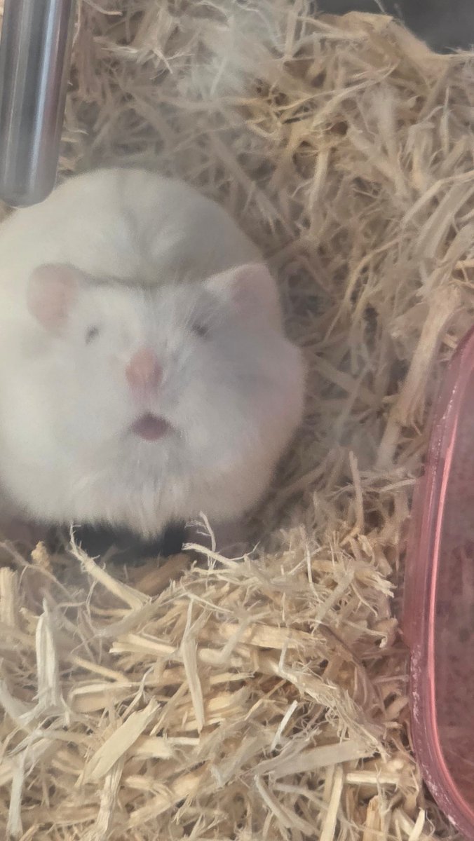 ham_record8686's tweet photo. 🐹🎮ｺンﾊﾑ🎮🐹 https://t.co/Uw49tA4hN3