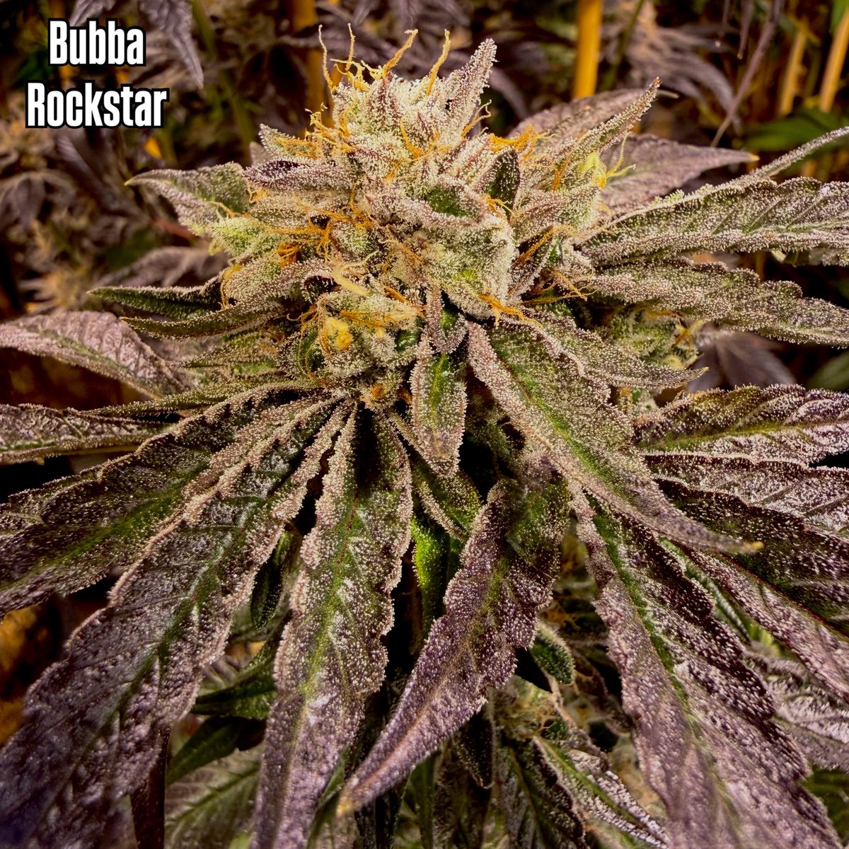 LCC Karl tweet media