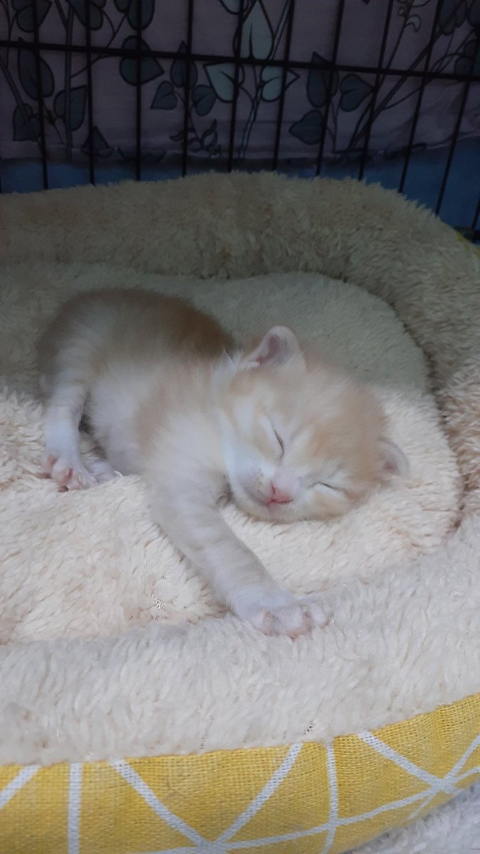 Сеня Лиса tweet media